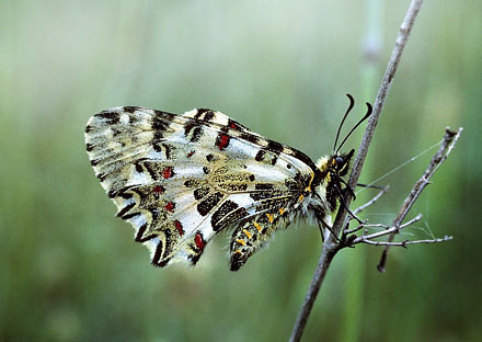 Kreta-Guirlandesommerfugl, Zerynthia cretica. Fourns, prov. Hani,  Kreta, Grkenland d. 23 april 2006. Fotograf; Tom Nygaard Kristensen