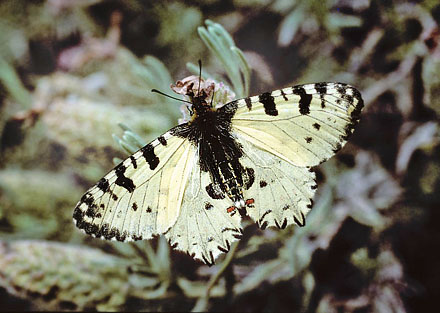 Kreta-Guirlandesommerfugl, Zerynthia cretica. Fourns, prov. Hani,  Kreta, Grkenland d. 23 april 2006. Fotograf; Tom Nygaard Kristensen