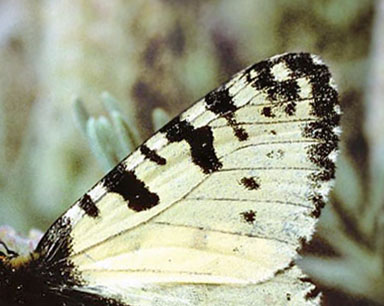 Kreta-Guilandesommerfugl, Zerynthia cretica. Fournés, prov. Haniá,  Kreta, Grækenland d. 23 april 2006. Fotograf; Tom Nygaard Kristensen