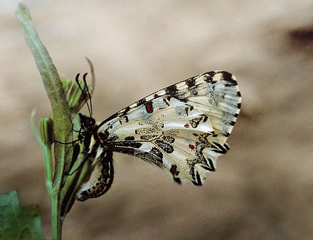 Kreta-Guirlandesommerfugl, Zerynthia cretica. Fourns, prov. Hani,  Kreta, Grkenland d. 23 april 2006. Fotograf; Tom Nygaard Kristensen