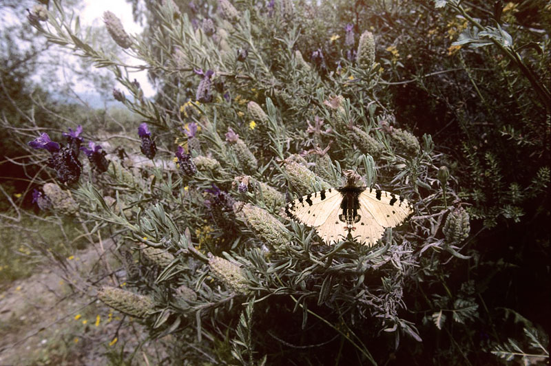 Kreta-Guirlandesommerfugl, Zerynthia cretica. Fourns, prov. Hani,  Kreta, Grkenland d. 23 april 2006. Fotograf; Tom Nygaard Kristensen