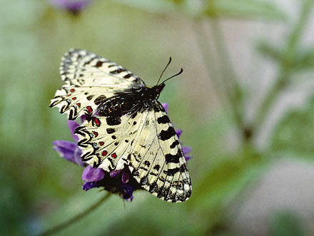 Kreta-Guirlandesommerfugl, Zerynthia cretica. Fourns, prov. Hani,  Kreta, Grkenland d. 23 april 2006. Fotograf; Tom Nygaard Kristensen