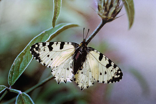 Kreta-Guirlandesommerfugl, Zerynthia cretica. Fourns, prov. Hani,  Kreta, Grkenland d. 23 april 2006. Fotograf; Tom Nygaard Kristensen