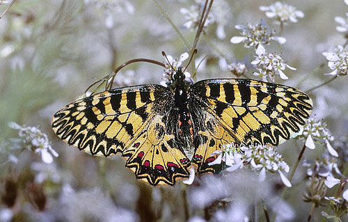 Guilandesommerfugl, Zerynthia polyxena. Vounihora, Delfi, Fokida, Grkenland d. 1 maj 1998. Fotograf; Tom Nygaard Kristensen