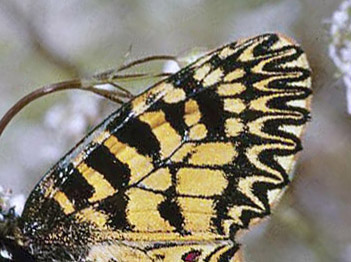 Guilandesommerfugl, Zerynthia polyxena. Vounihora, Delfi, Fokida, Grkenland d. 1 maj 1998. Fotograf; Tom Nygaard Kristensen