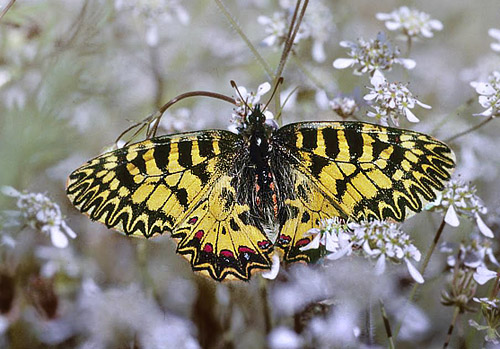Guilandesommerfugl, Zerynthia polyxena. Vounihora, Delfi, Fokida, Grækenland d. 1 maj 1998. Fotograf; Tom Nygaard Kristensen