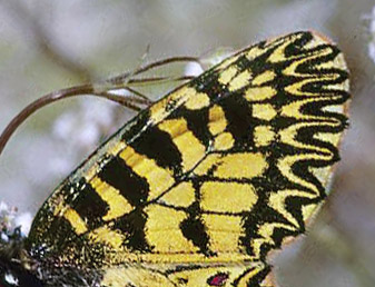 Guilandesommerfugl, Zerynthia polyxena. Vounihora, Delfi, Fokida, Grkenland d. 1 maj 1998. Fotograf; Tom Nygaard Kristensen