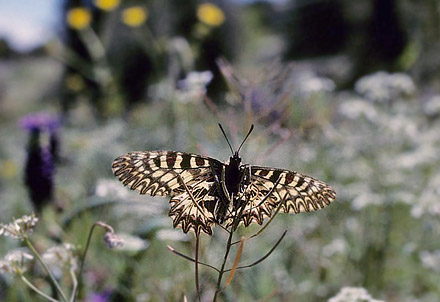 Guilandesommerfugl, Zerynthia polyxena. Vounihora, Delfi, Fokida, Grkenland d. 1 maj 1998. Fotograf; Tom Nygaard Kristensen