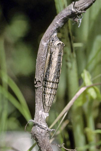 Guilandesommerfugl, Zerynthia polyxena. Vounihora, Delfi, Fokida, Grkenland d. 1 maj 1998. Fotograf; Tom Nygaard Kristensen