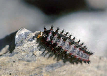 Guilandesommerfugl, Zerynthia polyxena. Vounihora, Delfi, Fokida, Grkenland d. 1 maj 1998. Fotograf; Tom Nygaard Kristensen