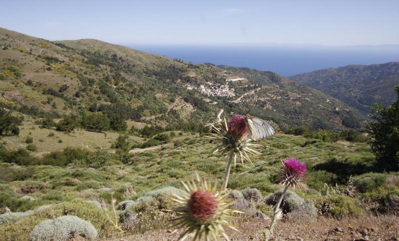 Sortret Hvidvinge, Aporia crataegi. Chios, Grkenland d. 28 maj 2009. Fotograf; Tom Nygaard Kristensen