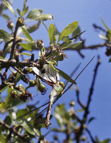 Sortret Hvidvinge, Aporia crataegi. Chios, Grkenland d. 28 maj 2009. Fotograf; Tom Nygaard Kristensen