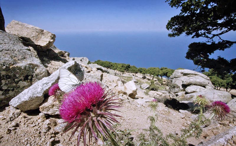 Sortret Hvidvinge, Aporia crataegi. Chios, Grkenland d. 28 maj 2009. Fotograf; Tom Nygaard Kristensen