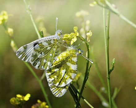 stlig Plethvidvinge, Euchloe ausonia. Almiros, Grkenland d. 14 maj 2015. Fotograf; Tom Nygaard Kristensen