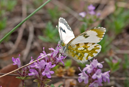 Lille Gul Aurora, Anthocharis gruneri. Skifti, Kozani, Grkenland d. 8 maj 2015. Fotograf; Tom Nygaard Kristensen