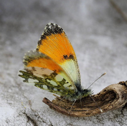 Lille Gul Aurora, Anthocharis gruneri. Skifti, Kozani, Grkenland d. 7 maj 2015. Fotograf; Tom Nygaard Kristensen