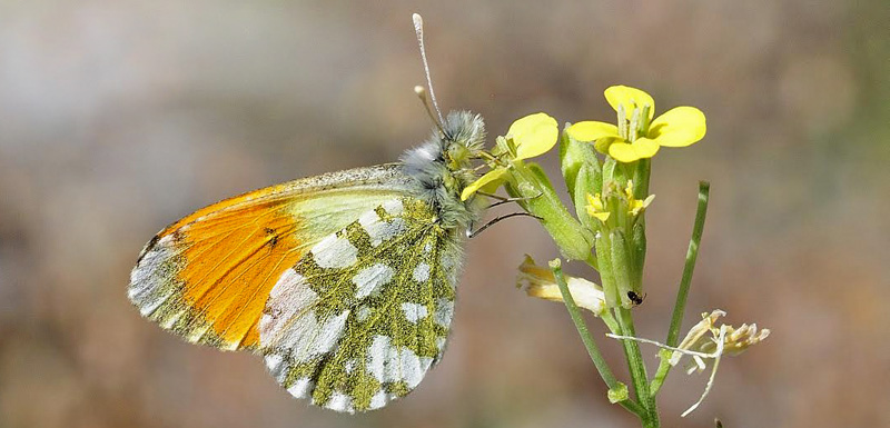 Lille Gul Aurora, Anthocharis gruneri. Skifti, Kozani, Grkenland d. 7 maj 2015. Fotograf; Tom Nygaard Kristensen