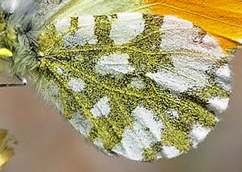 Lille Gul Aurora, Anthocharis gruneri han. Skifti, Kozani, Grækenland d. 7 maj 2015. Fotograf; Tom Nygaard Kristensen
