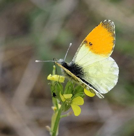 Lille Gul Aurora, Anthocharis gruneri. Skifti, Kozani, Grkenland d. 7 maj 2015. Fotograf; Tom Nygaard Kristensen