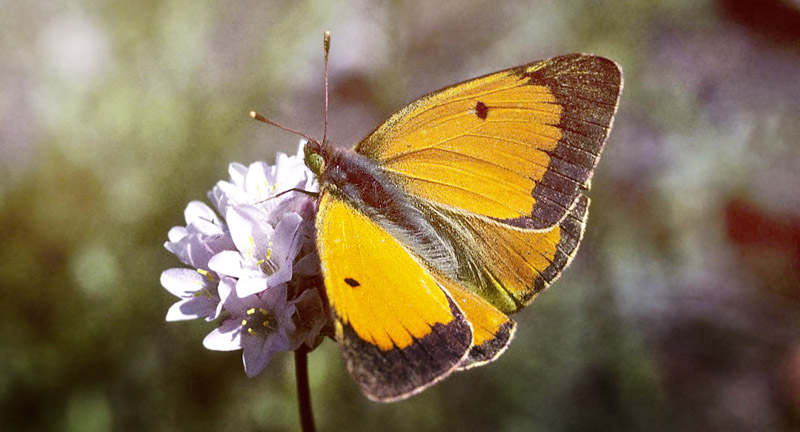 Balkan-Hsommerfugl, Colias caucasica ssp. balkanica. Parnassos, Grkenland juli 1997. Fotograf; Tom Nygaard Kristensen