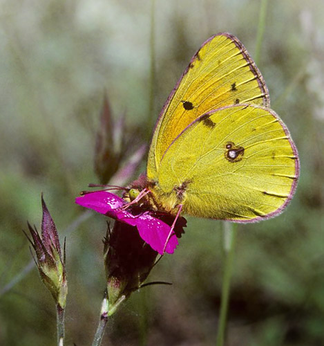 Balkan-Hsommerfugl, Colias caucasica ssp. balkanica. Parnassos, Grkenland juli 1997. Fotograf; Tom Nygaard Kristensen