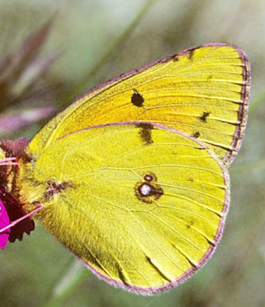 Balkan-Hsommerfugl, Colias caucasica ssp. balkanica. Parnassos, Grkenland juli 1997. Fotograf; Tom Nygaard Kristensen