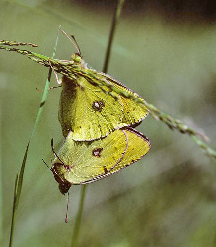 Balkan-Hsommerfugl, Colias caucasica ssp. balkanica. Parnassos, Grkenland juli 1997. Fotograf; Tom Nygaard Kristensen