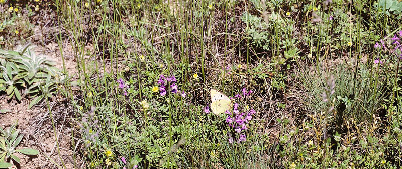 Balkan-Hsommerfugl, Colias caucasica ssp. balkanica. Parnassos, Grkenland juli 1997. Fotograf; Tom Nygaard Kristensen