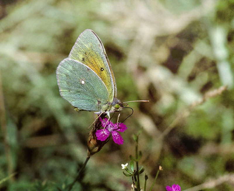 Violet Hsommerfugl, Colias aurorina. Chelmos, Grkenland juli 1997. Fotograf; Tom Nygaard Kristensen