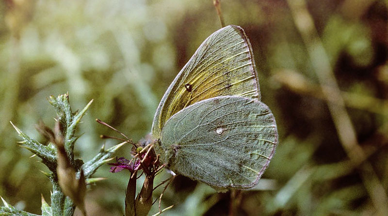 Violet Hsommerfugl, Colias aurorina. Chelmos, Grkenland juli 1997. Fotograf; Tom Nygaard Kristensen