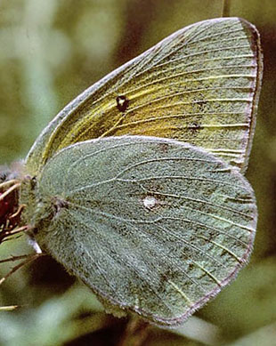 Violet Hsommerfugl, Colias aurorina. Chelmos, Grkenland juli 1997. Fotograf; Tom Nygaard Kristensen