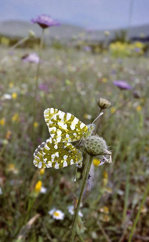 stlig Plethvidvinge, Euchloe ausonia. Vounihora, Delfi, Fokida, Grkenland d. 28 april 1998. Fotograf; Tom Nygaard Kristensen