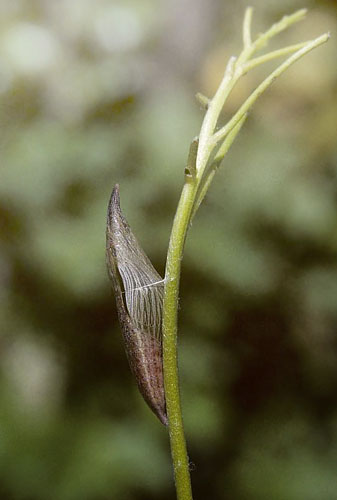 stlig Plethvidvinge, Euchloe ausonia. Vounihora, Delfi, Fokida, Grkenland d. 28 april 1998. Fotograf; Tom Nygaard Kristensen