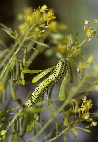 stlig Plethvidvinge, Euchloe ausonia larve p Farve-Vajd, Isatis tinctoria.. Vounihora, Delfi, Fokida, Grkenland d. 28 april 1998. Fotograf; Tom Nygaard Kristensen