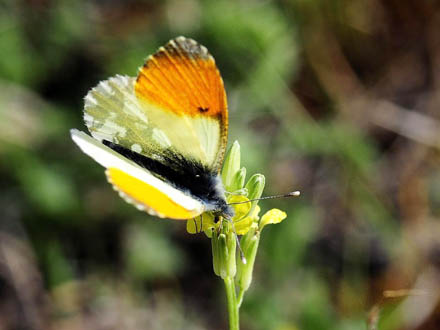 Lille Gul Aurora, Anthocharis gruneri. Skifti, Kozani, Grkenland d. 8 maj 2015. Fotograf; Tom Nygaard Kristensen