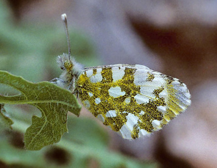 Lille Gul Aurora, Anthocharis gruneri.Skifti, Kozani, Grkenland d. 6 maj 1998. Fotograf; Tom Nygaard Kristensen