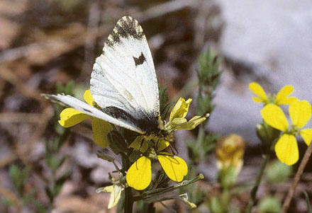 stlig Gul Aurora, Anthocharis damone. Vounihora, Delfi, Fokida, Grkenland d. 28 april 1998. Fotograf; Tom Nygaard Kristensen