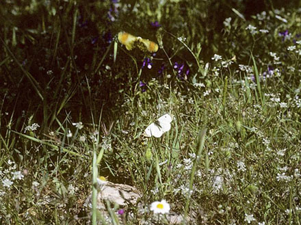 stlig Gul Aurora, Anthocharis damone. Vounihora, Delfi, Fokida, Grkenland d. 28 april 1998. Fotograf; Tom Nygaard Kristensen