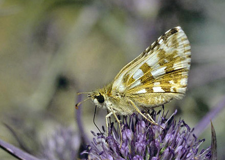 Provenalsk Hjlandsbredpande, Pyrgus bellieri ssp. picenus (Verity, 1920).  Sibillini, 1400 m, prov. Marche, Italien d. 27 juli 2007. Fotograf; Tom Nygaard Kristensen