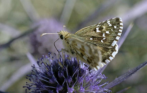 Provenalsk Hjlandsbredpande, Pyrgus bellieri ssp. picenus (Verity, 1920).  Sibillini, 1400 m, prov. Marche, Italien d. 27 juli 2007. Fotograf; Tom Nygaard Kristensen