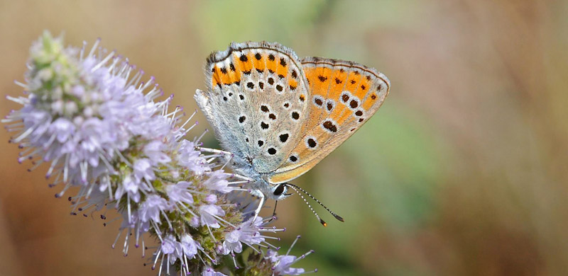 stlig Ildfugl, Lycaena thersamon. Latina, Italien d. 8 august 2008. Fotograf;  John Vergo