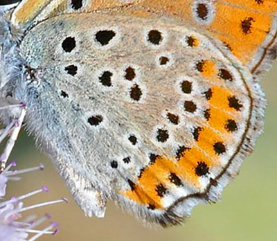 stlig Ildfugl, Lycaena thersamon. Latina, Italien d. 8 august 2008. Fotograf;  John Vergo