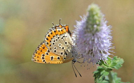 stlig Ildfugl, Lycaena thersamon. Latina, Italien d. 8 august 2008. Fotograf;  John Vergo