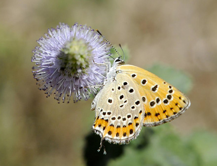 stlig Ildfugl, Lycaena thersamon. Latina, Italien d. 8 august 2008. Fotograf;  John Vergo