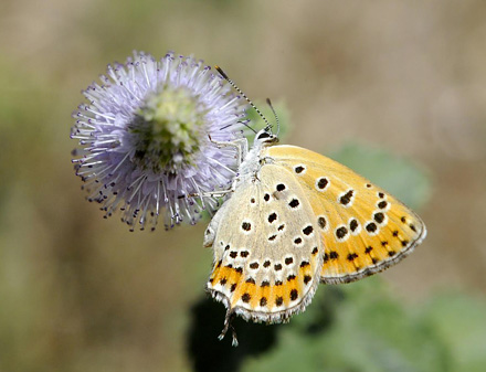 stlig Ildfugl, Lycaena thersamon. Latina, Italien d. 8 august 2008. Fotograf;  John Vergo