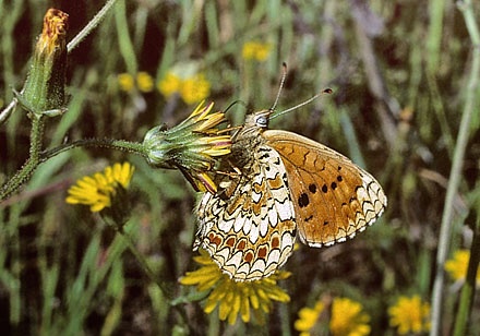 Sydvestlig Pletvinge, Melitaea aetherie. Odiáxere, Portugal d. 23 april 2007. Fotograf; Tom Nygard Kristensen