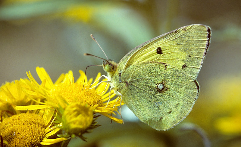 stlig Gul Hsommerfugl, Colias erate (Esper, 1805). Bile Herculane, Rumnien d. 31 juli 1995. Fotograf; Tom Nygaard Kristensen