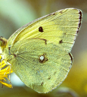 stlig Gul Hsommerfugl, Colias erate (Esper, 1805). Bile Herculane, Rumnien d. 31 juli 1995. Fotograf; Tom Nygaard Kristensen