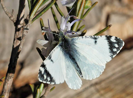 Lille Plethvidvinge, Euchloe tagis. Los Mt. Monegros, Aragn,, Spanien d. 3 april 2008. Fotograf; Tom Nygard Kristensen