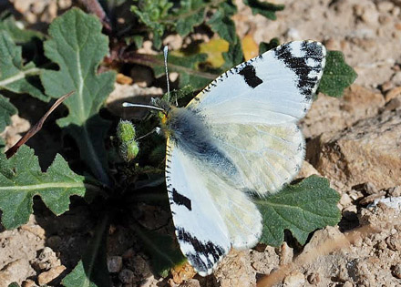 Lille Plethvidvinge, Euchloe tagis. Los Mt. Monegros, Aragn,, Spanien d. 3 april 2008. Fotograf; Tom Nygard Kristensen